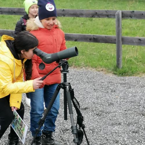 Vögel5