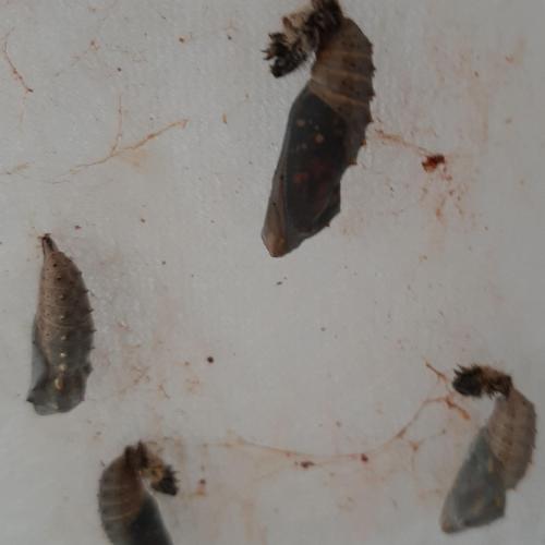 Schmetterling