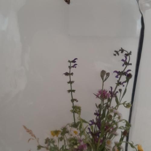 Schmetterling