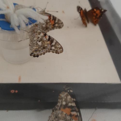 Schmetterling