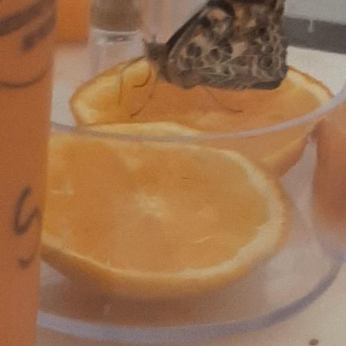 Schmetterling