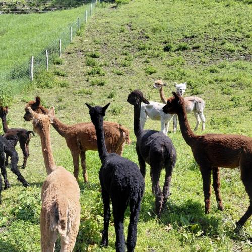 Alpenalpaka 8